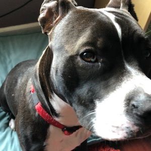 Meet your Posher, Ann